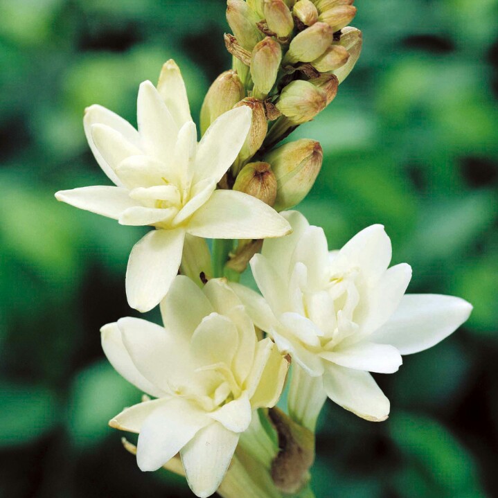 Tuberose in the GardenTags plant encyclopedia