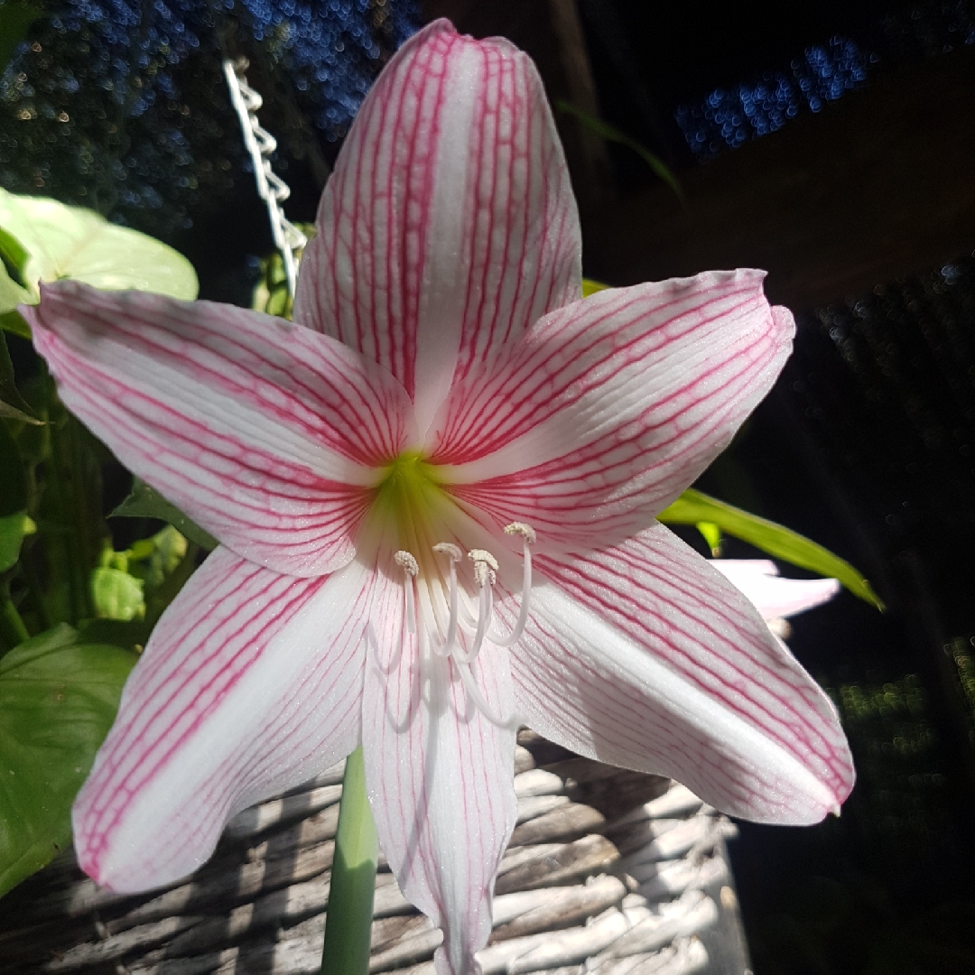 Hippeastrum Mrs Garfield in the GardenTags plant encyclopedia