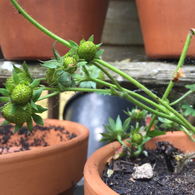 Strawberry Pegasus in the GardenTags plant encyclopedia