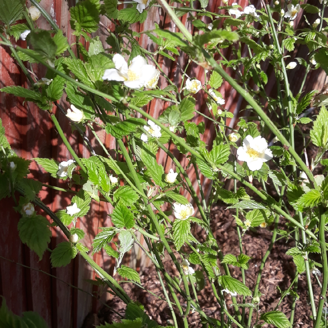 Japanese Rose Albescens in the GardenTags plant encyclopedia