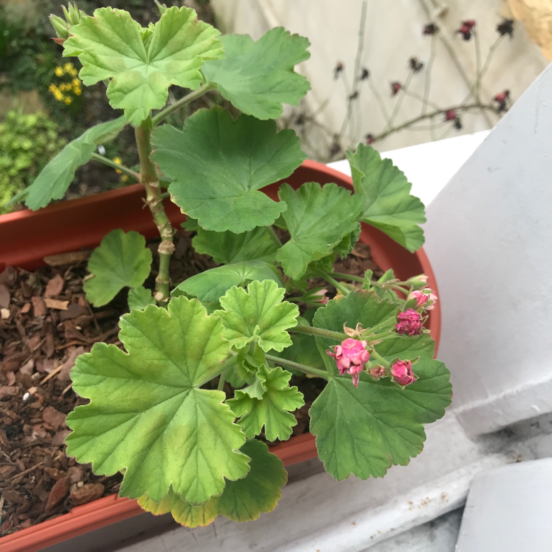 Pelargonium Pink Rambler (Zonal Double) in the GardenTags plant encyclopedia