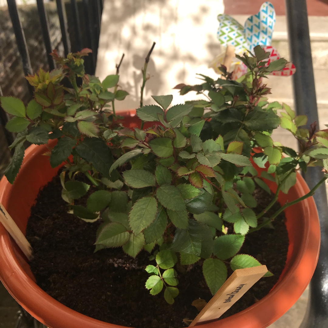 Rose Misty Hit (Patio) in the GardenTags plant encyclopedia