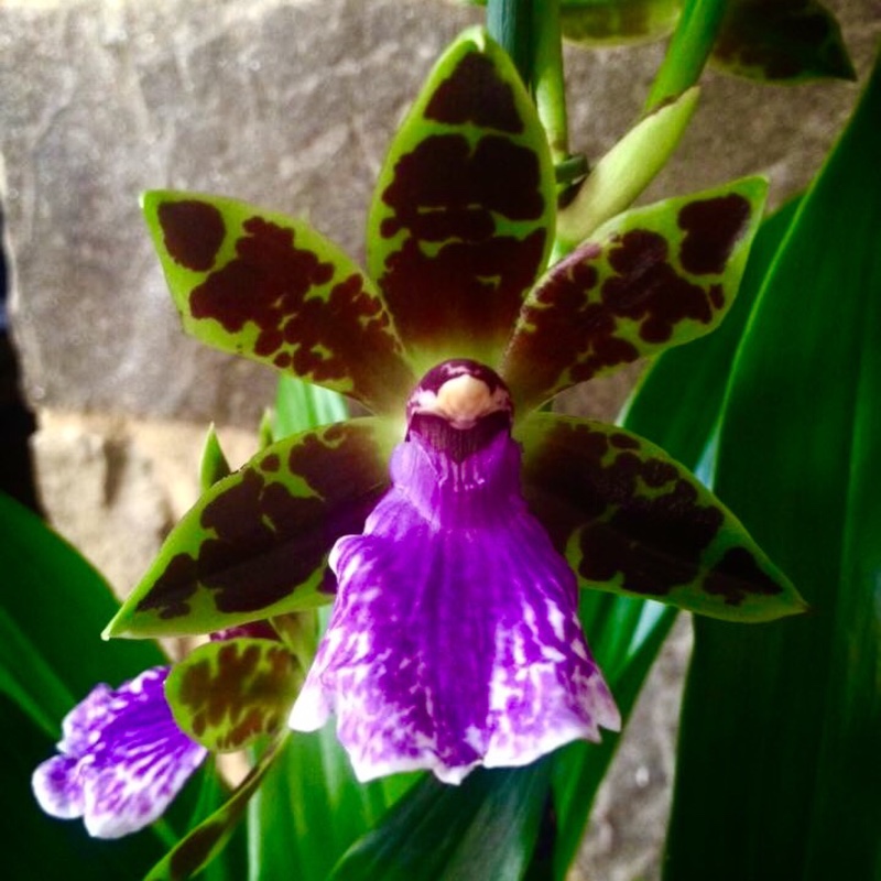 Zygopetalum Orchid in the GardenTags plant encyclopedia