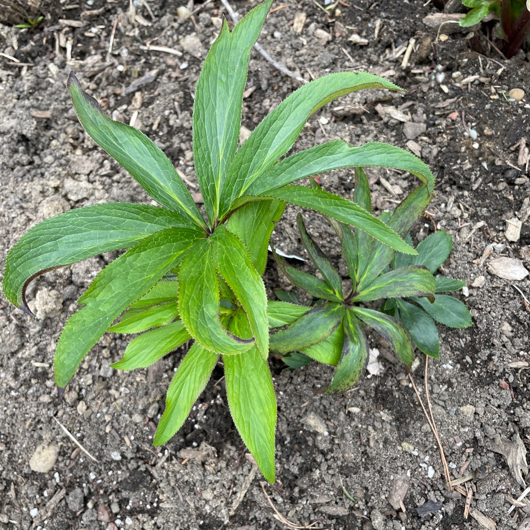 Hellebore New York Night in the GardenTags plant encyclopedia