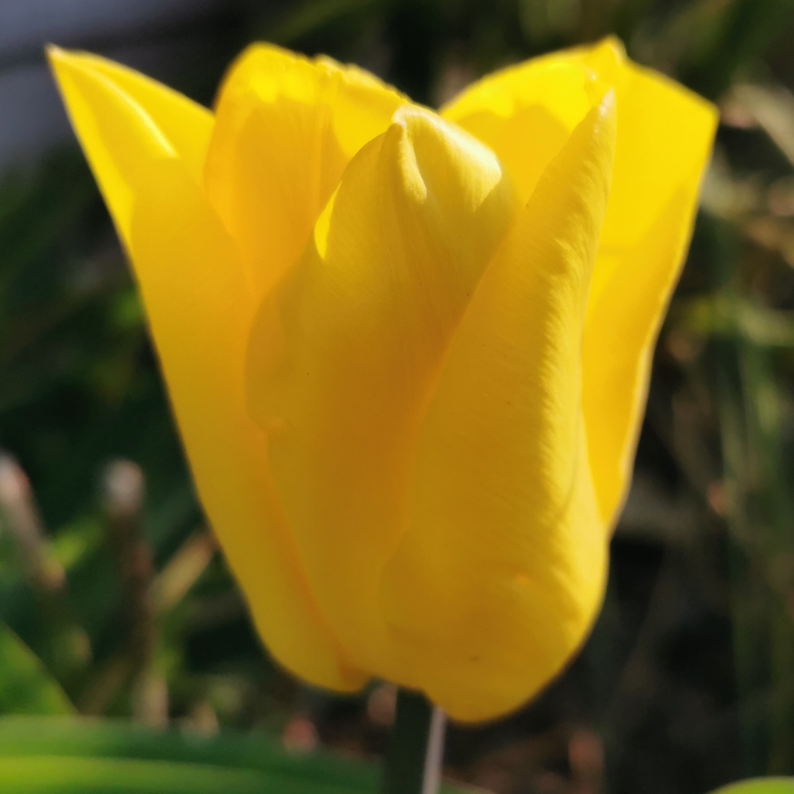 Tulip Strong Gold (Triumph) in the GardenTags plant encyclopedia