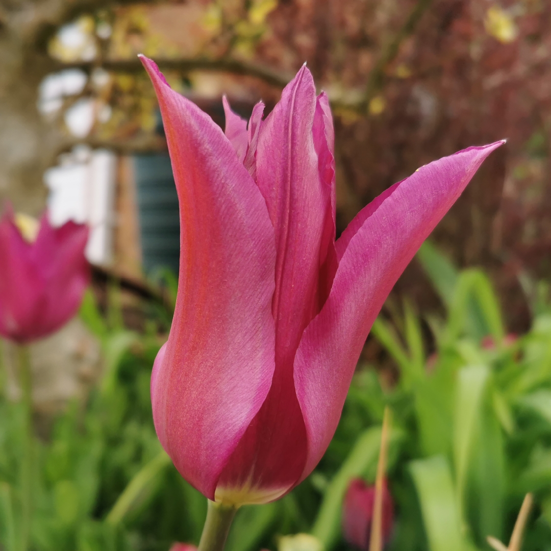 Tulip Burgundy (Lily-flowered) in the GardenTags plant encyclopedia