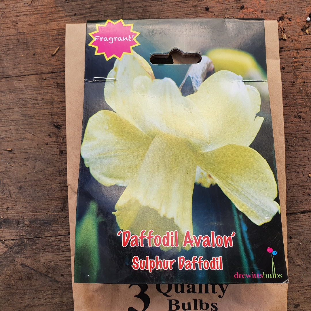 Daffodil Avalon (Large-cupped) in the GardenTags plant encyclopedia