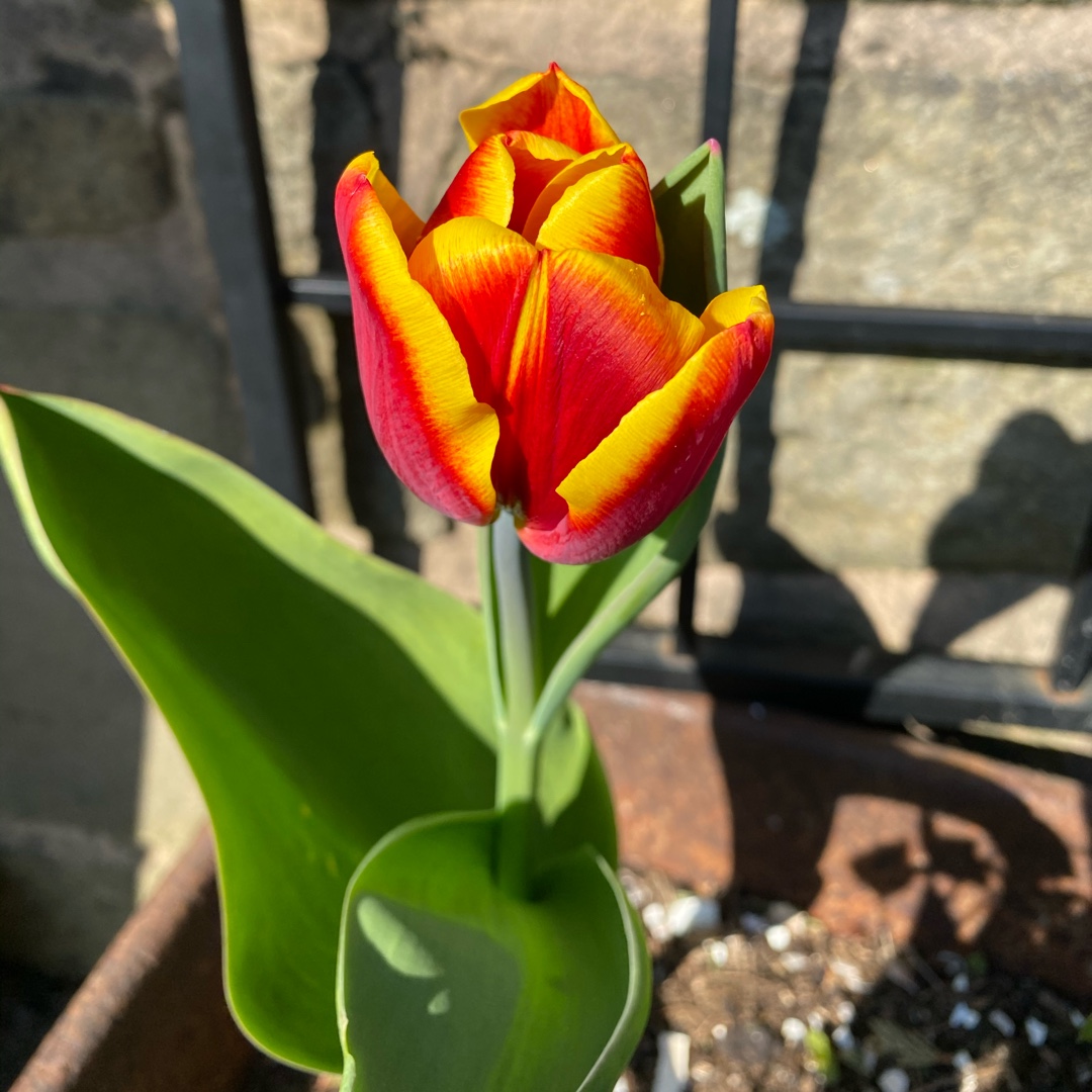 Tulip Uppsala (Triumph) in the GardenTags plant encyclopedia