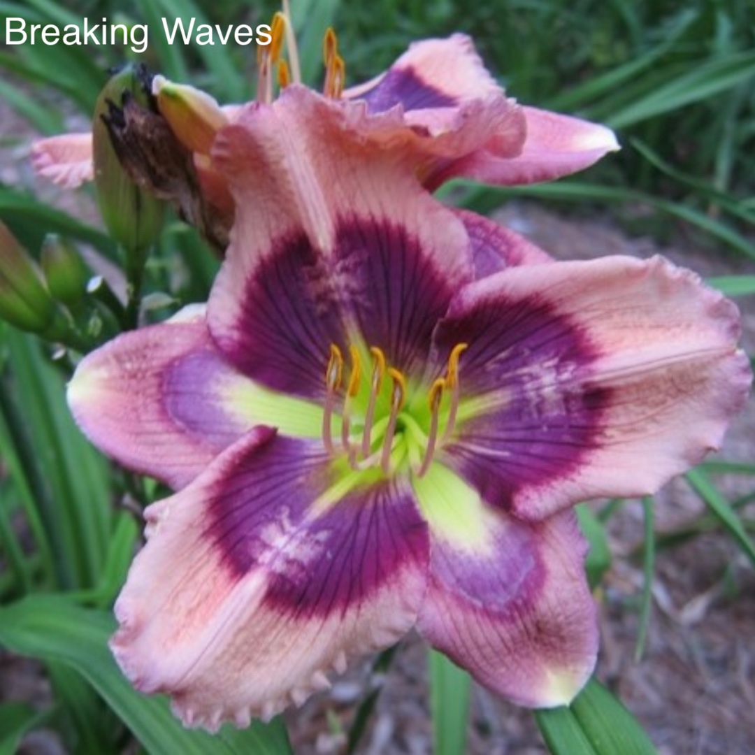 Daylily Breaking Waves in the GardenTags plant encyclopedia