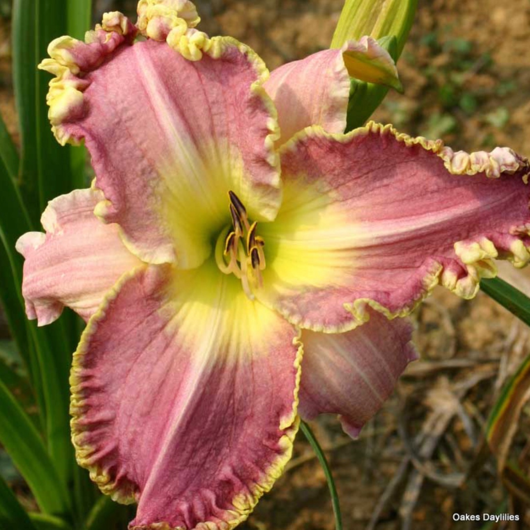 Daylily Clothed In Glory in the GardenTags plant encyclopedia