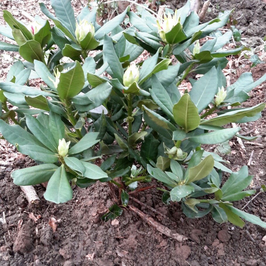 Rhododendron Chevalier Felix de Sauvage in the GardenTags plant encyclopedia