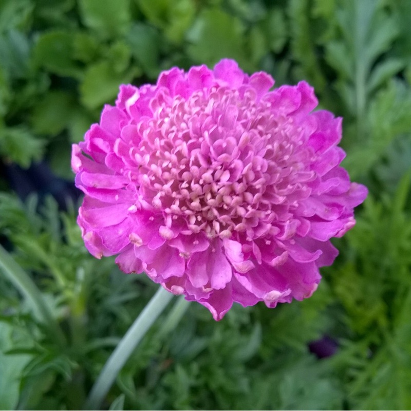 Scabious Kudo in the GardenTags plant encyclopedia