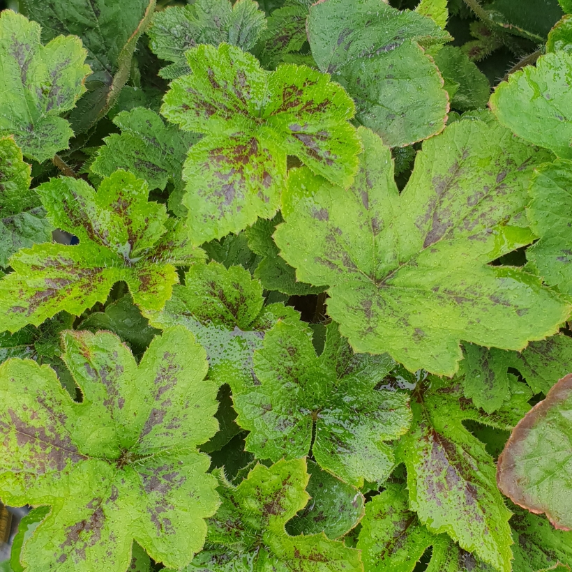 Foamflower Running Tiger in the GardenTags plant encyclopedia