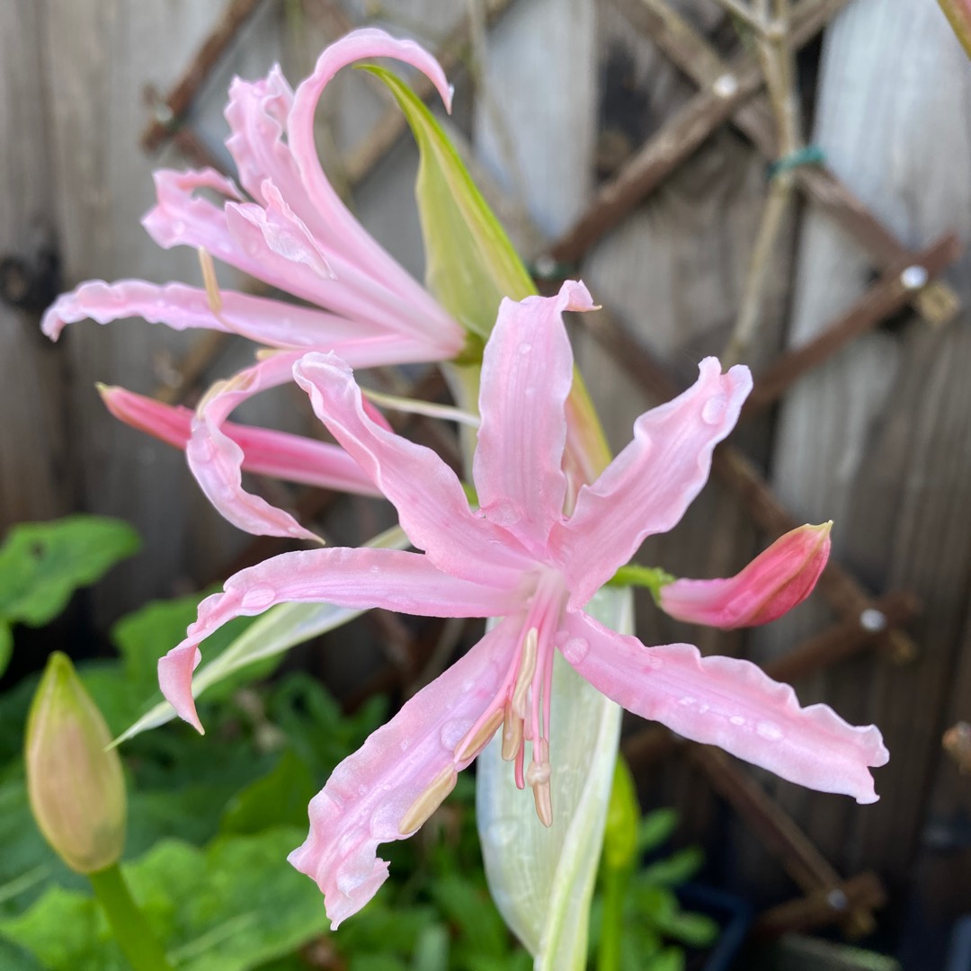 Bowden Lily Flügel in the GardenTags plant encyclopedia