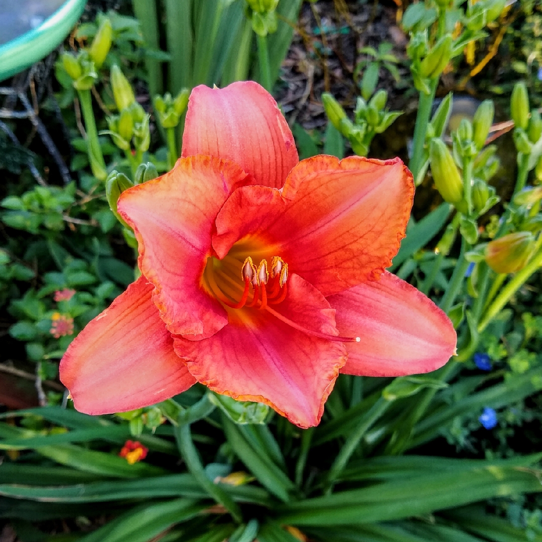 Daylily South Seas in the GardenTags plant encyclopedia