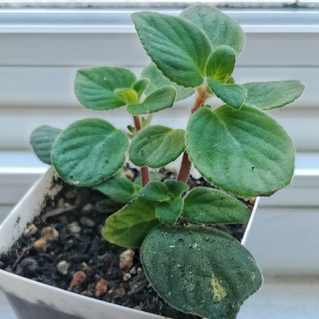 False African Violet Concord Blue in the GardenTags plant encyclopedia