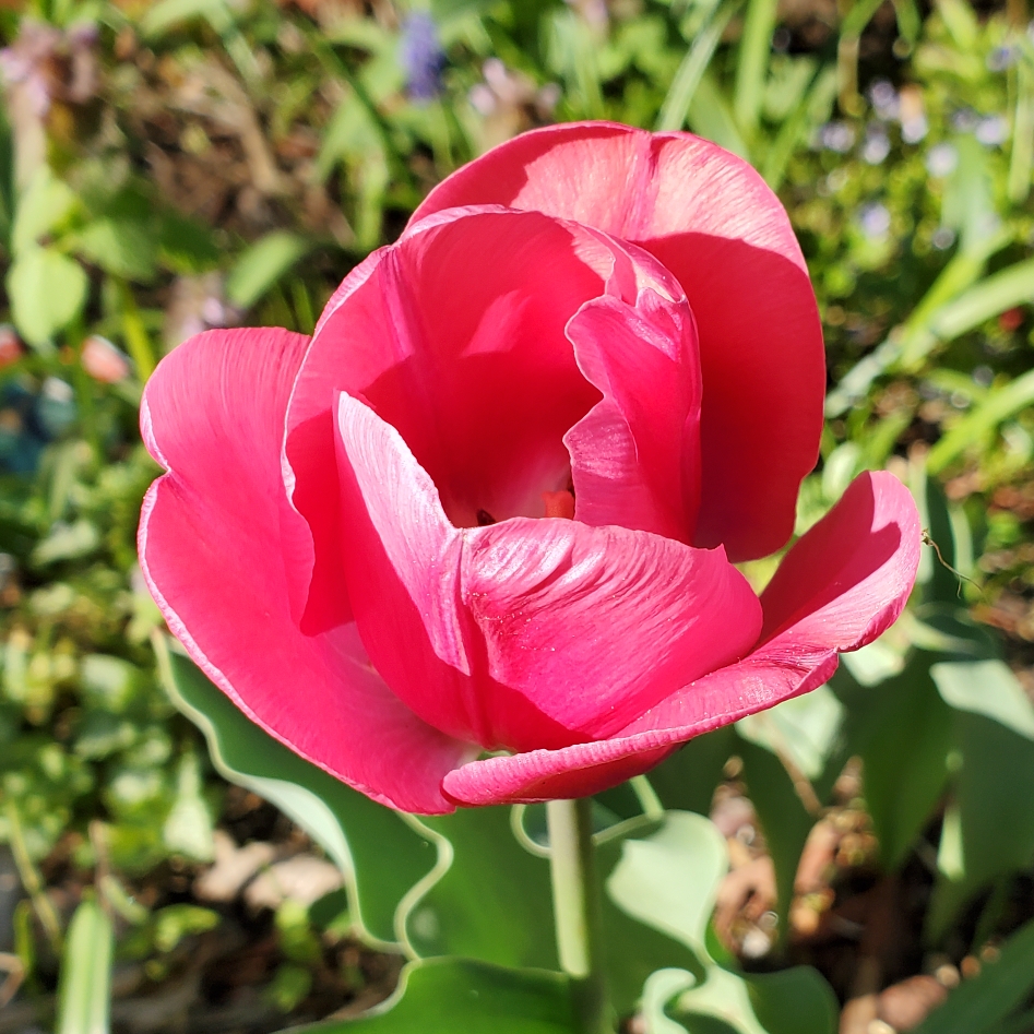 Tulip Design Impression (Darwin Hybrid) in the GardenTags plant encyclopedia