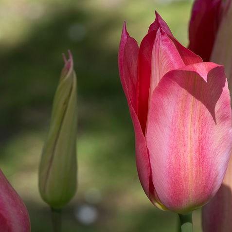 Tulip Mariette (Lily-flowered) in the GardenTags plant encyclopedia