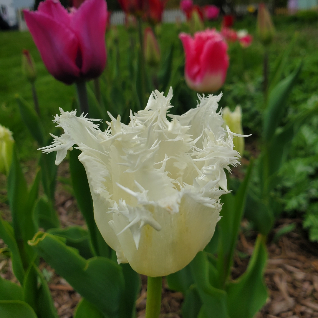 Tulip Daytona (Fringed) in the GardenTags plant encyclopedia