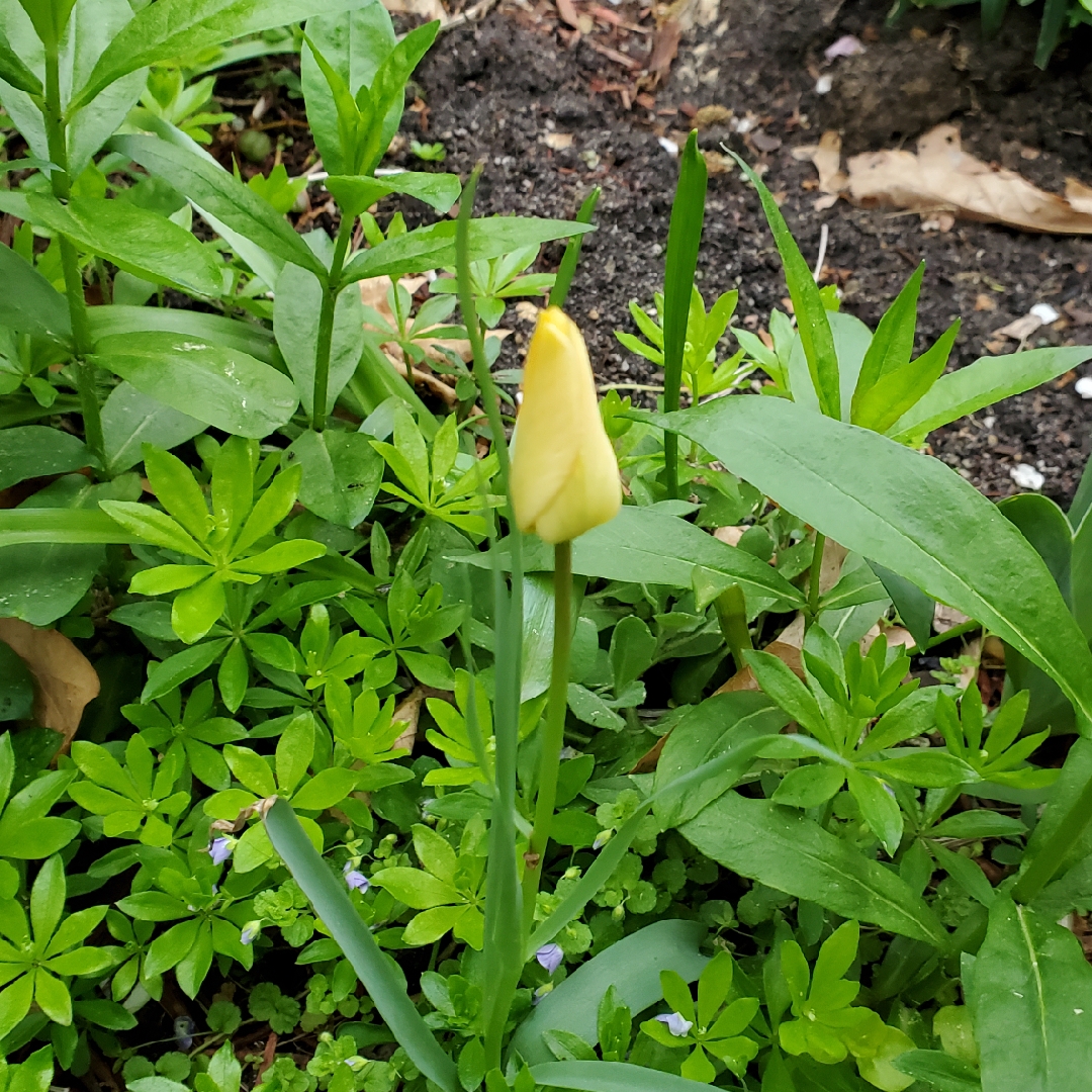 Tulip (Species) Flax-leaved Tulip (Batalinii Group) Bronze Charm in the GardenTags plant encyclopedia