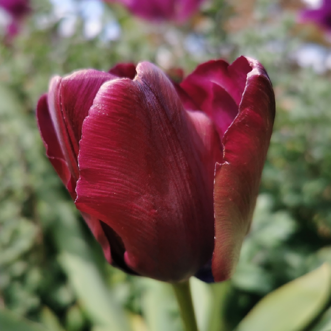 Tulip Café Noir (Single Late) in the GardenTags plant encyclopedia