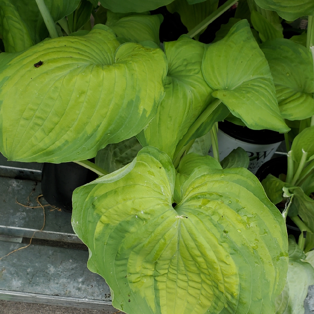 Plantain Lily Old Glory in the GardenTags plant encyclopedia