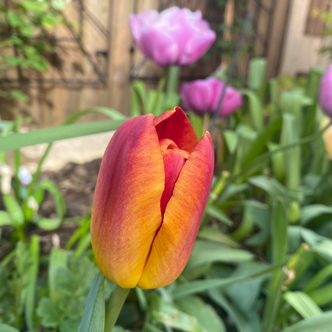 Tulip Amber Glow (Triumph) in the GardenTags plant encyclopedia