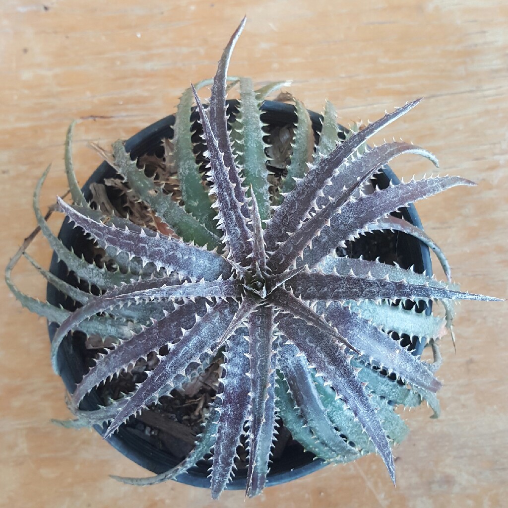 Dyckia Paulsens Puzzle in the GardenTags plant encyclopedia