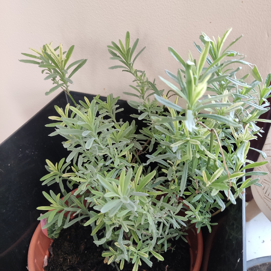 Lavender Platinum Blonde in the GardenTags plant encyclopedia