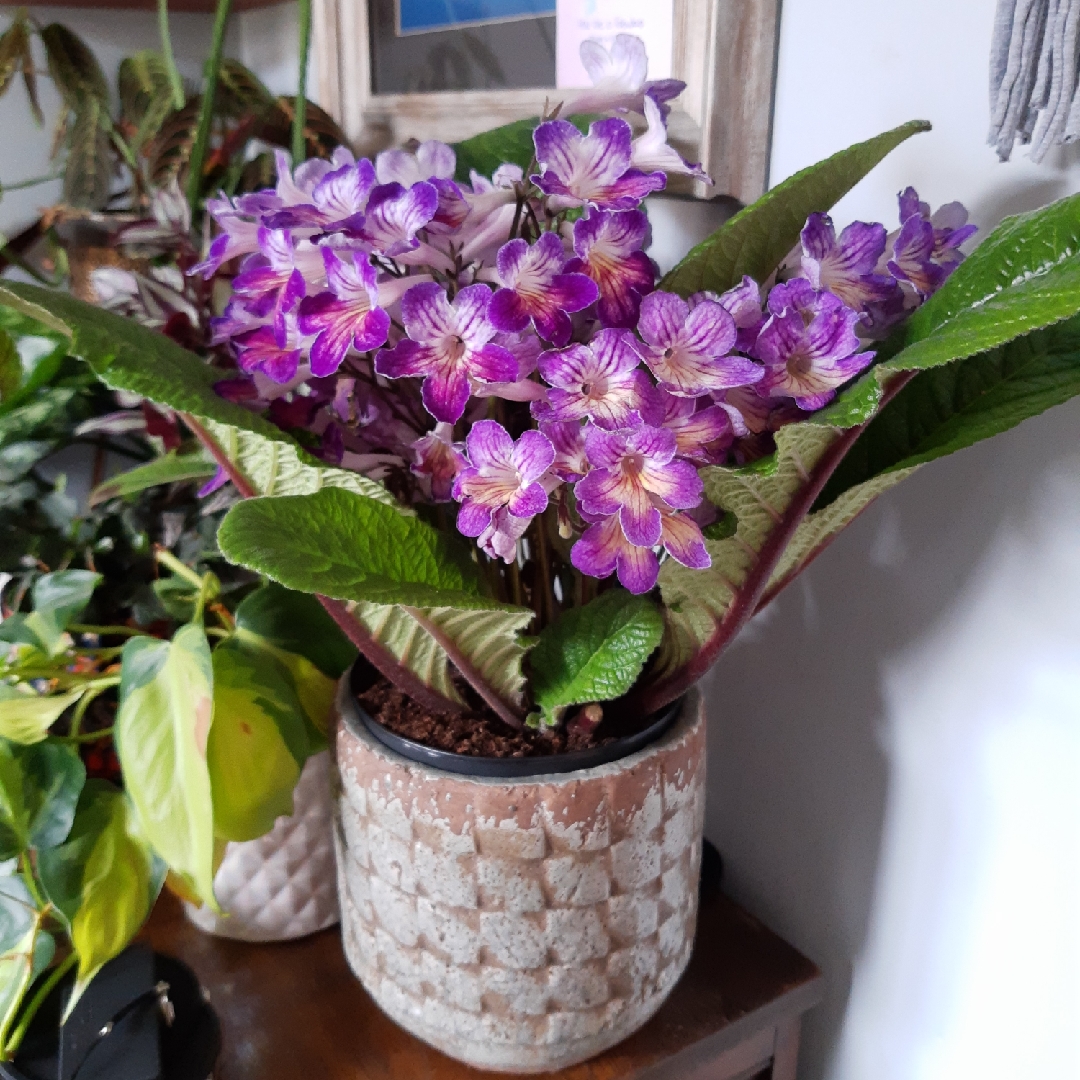 Streptocarpus 'Zoe', Cape Primrose 'Zoe' in GardenTags plant encyclopedia