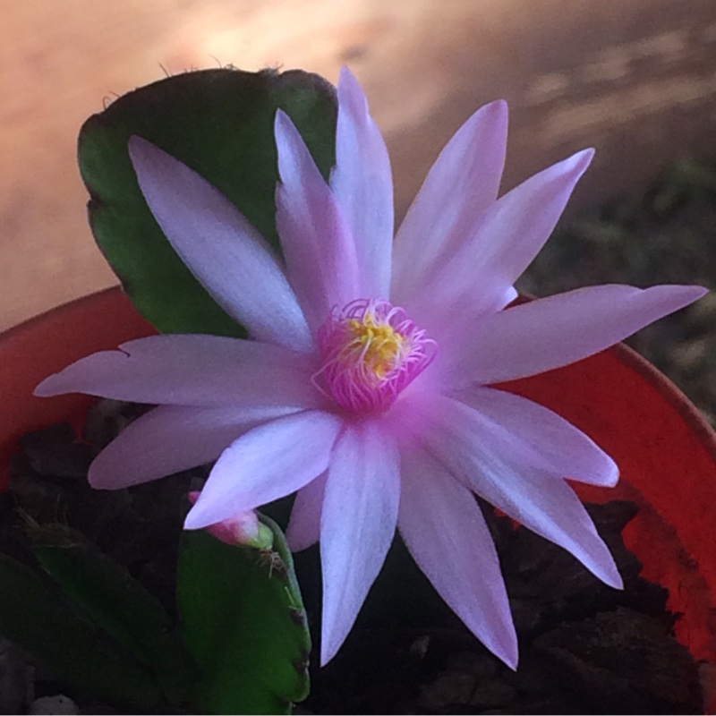 Easter Cactus Pawnee Spirit in the GardenTags plant encyclopedia