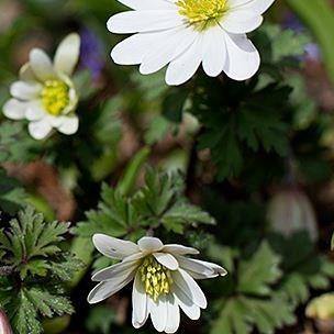 Winter Windflower White Splendour in the GardenTags plant encyclopedia