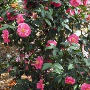 Camellia Nuccios Jewel in the GardenTags plant encyclopedia