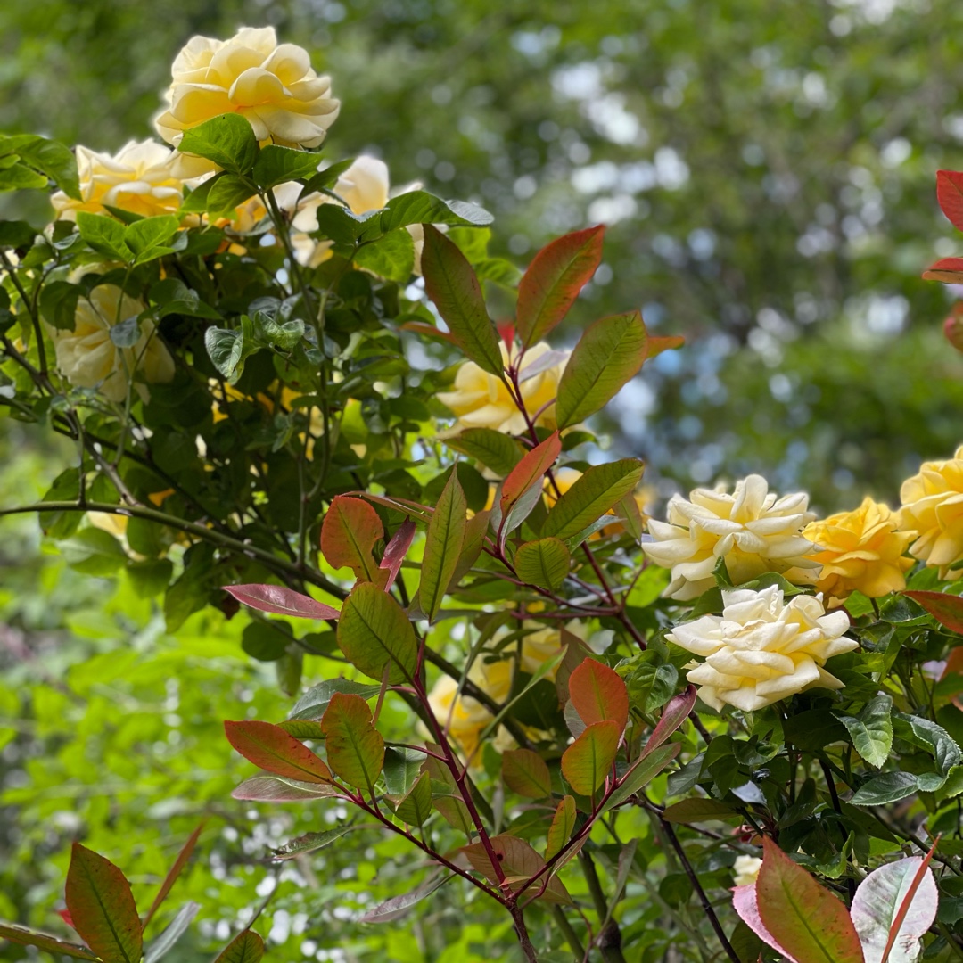 Rose Allgold (Floribunda) in the GardenTags plant encyclopedia