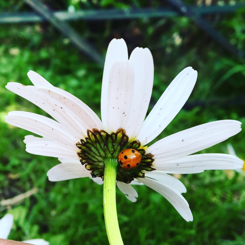 Ox-eye Daisy in the GardenTags plant encyclopedia