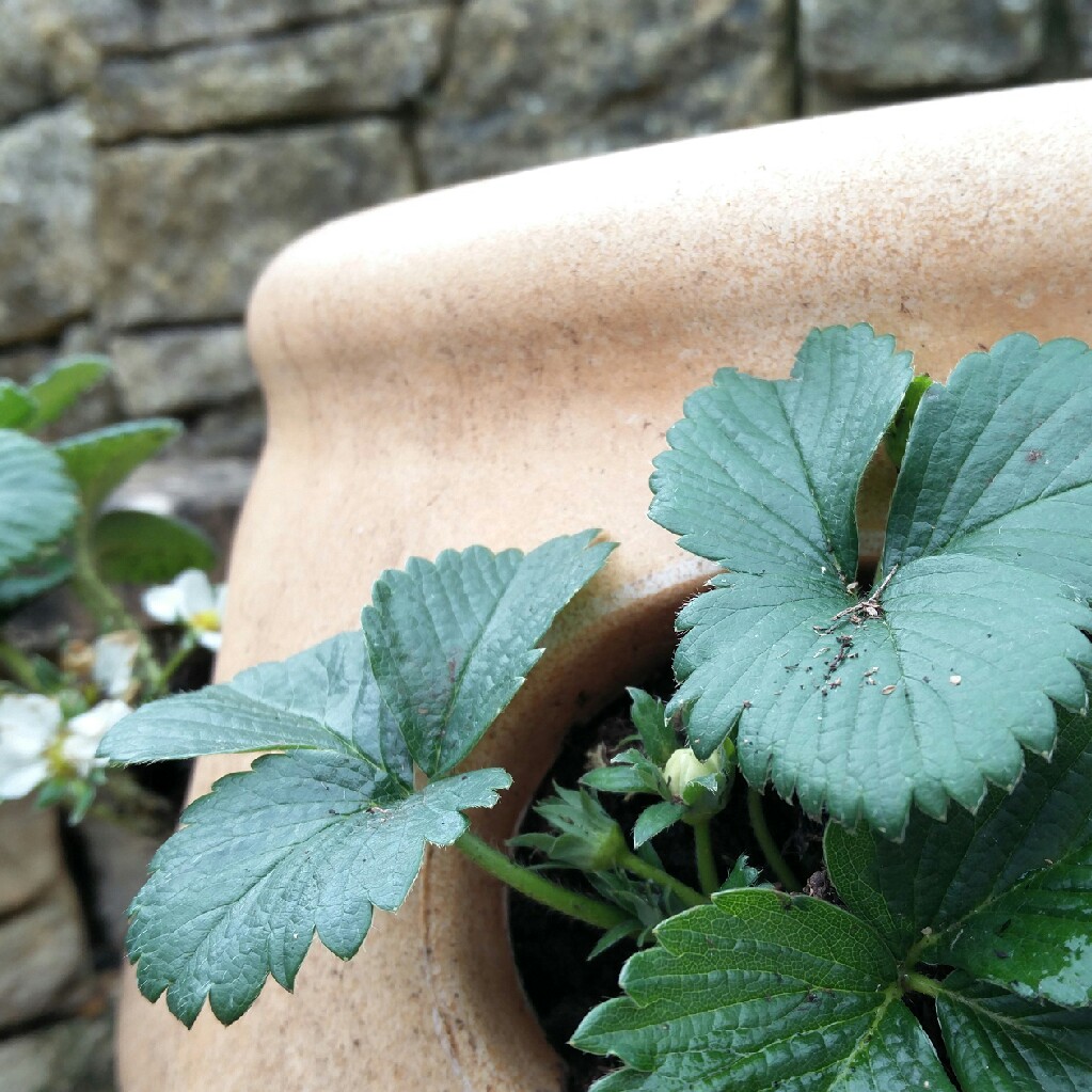 Strawberry Elsanta in the GardenTags plant encyclopedia