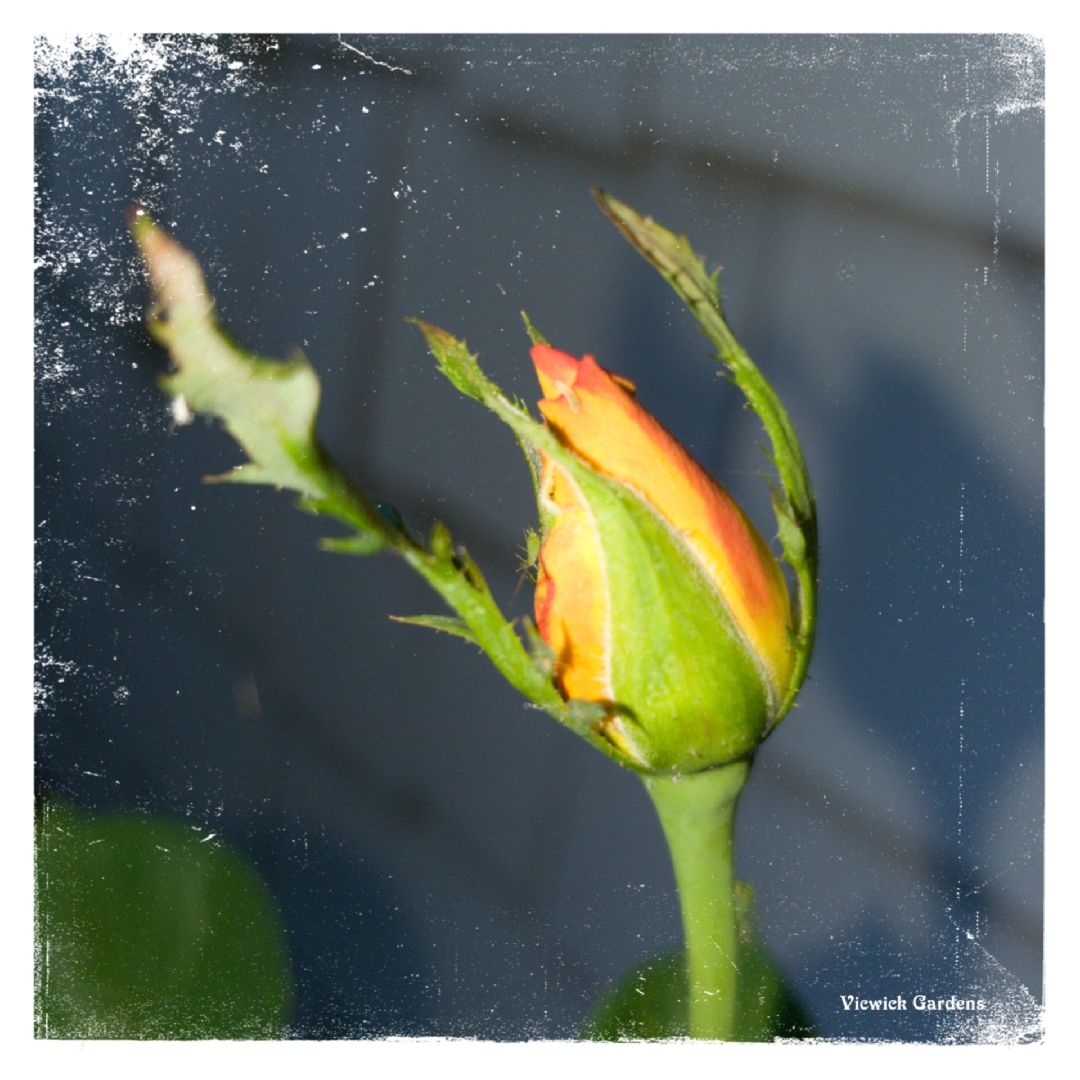 Rose Mardi Gras (Floribunda) in the GardenTags plant encyclopedia