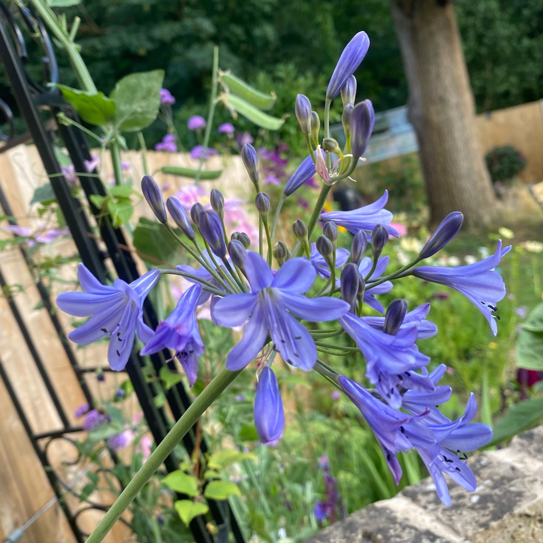 African Lily Blue Globe in the GardenTags plant encyclopedia