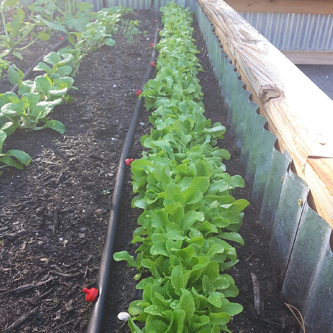 Lettuce Clarion (Butterhead/Round) in the GardenTags plant encyclopedia