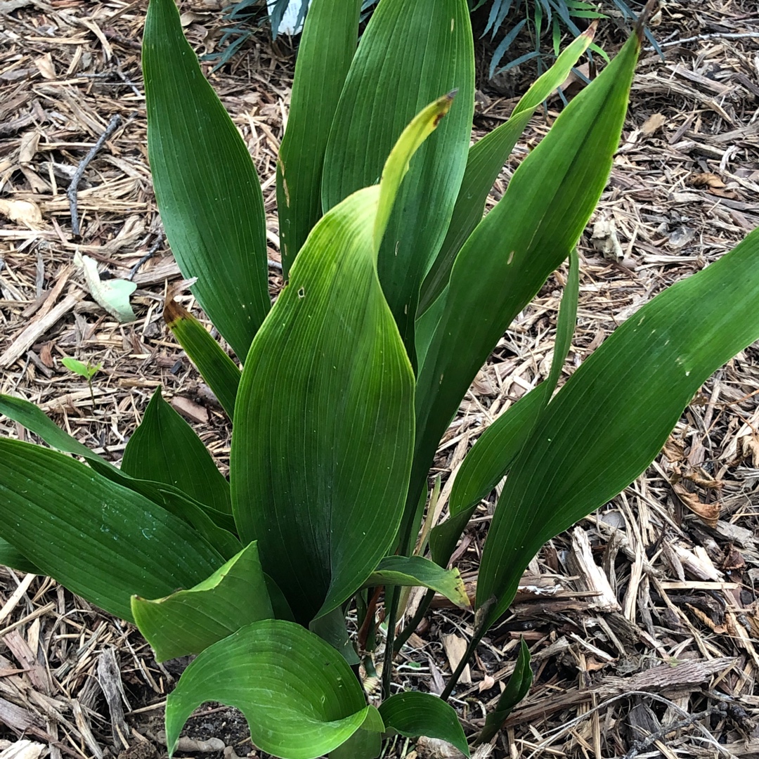 Cast-Iron Plant Tiny Tank in the GardenTags plant encyclopedia