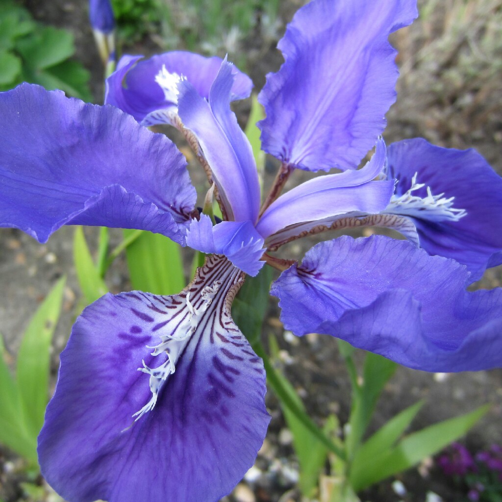 Hookers Iris in the GardenTags plant encyclopedia