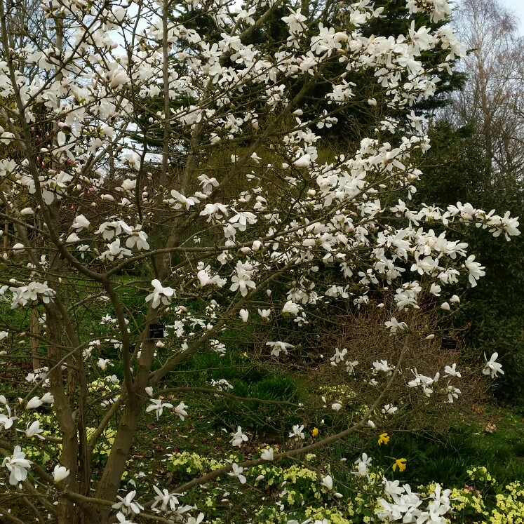 Magnolia Merrill  in the GardenTags plant encyclopedia