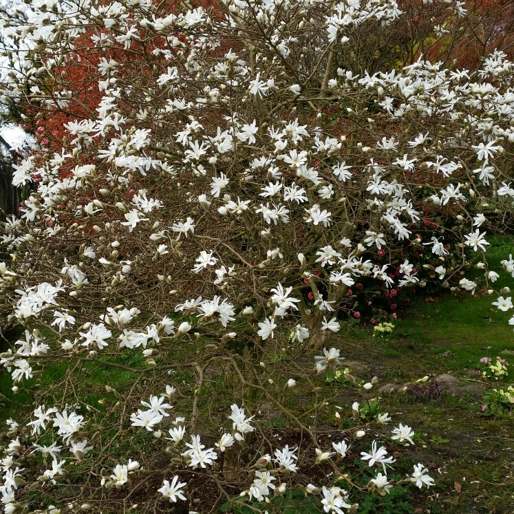 Magnolia Waterlily in the GardenTags plant encyclopedia