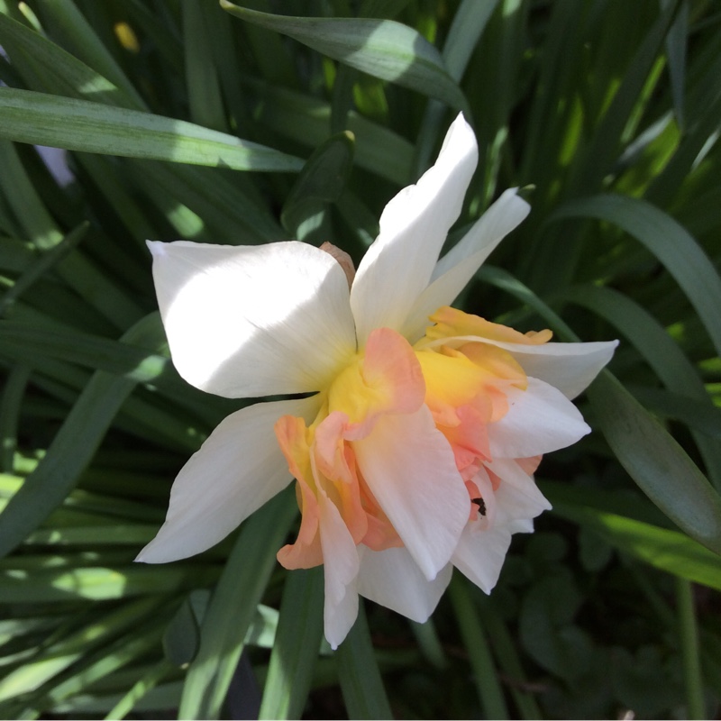 Daffodil My Story (Double) in the GardenTags plant encyclopedia