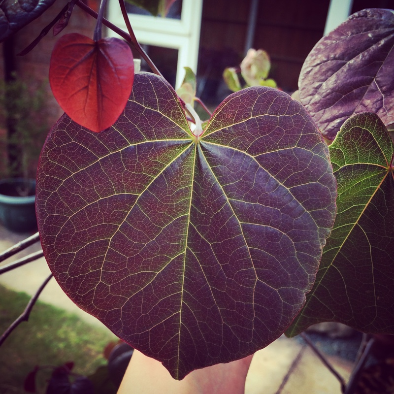 Eastern Redbud Tex Merlot in the GardenTags plant encyclopedia