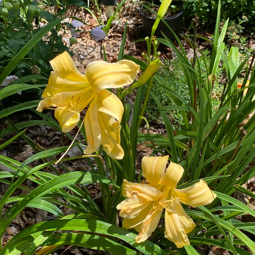 Daylily Vanilla Gorilla in the GardenTags plant encyclopedia