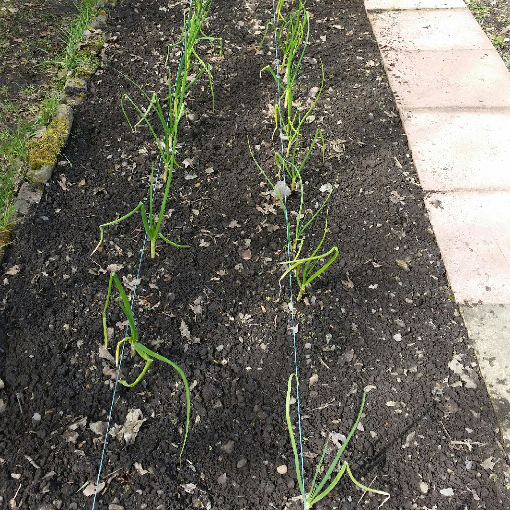 Onion Senshyu Yellow in the GardenTags plant encyclopedia