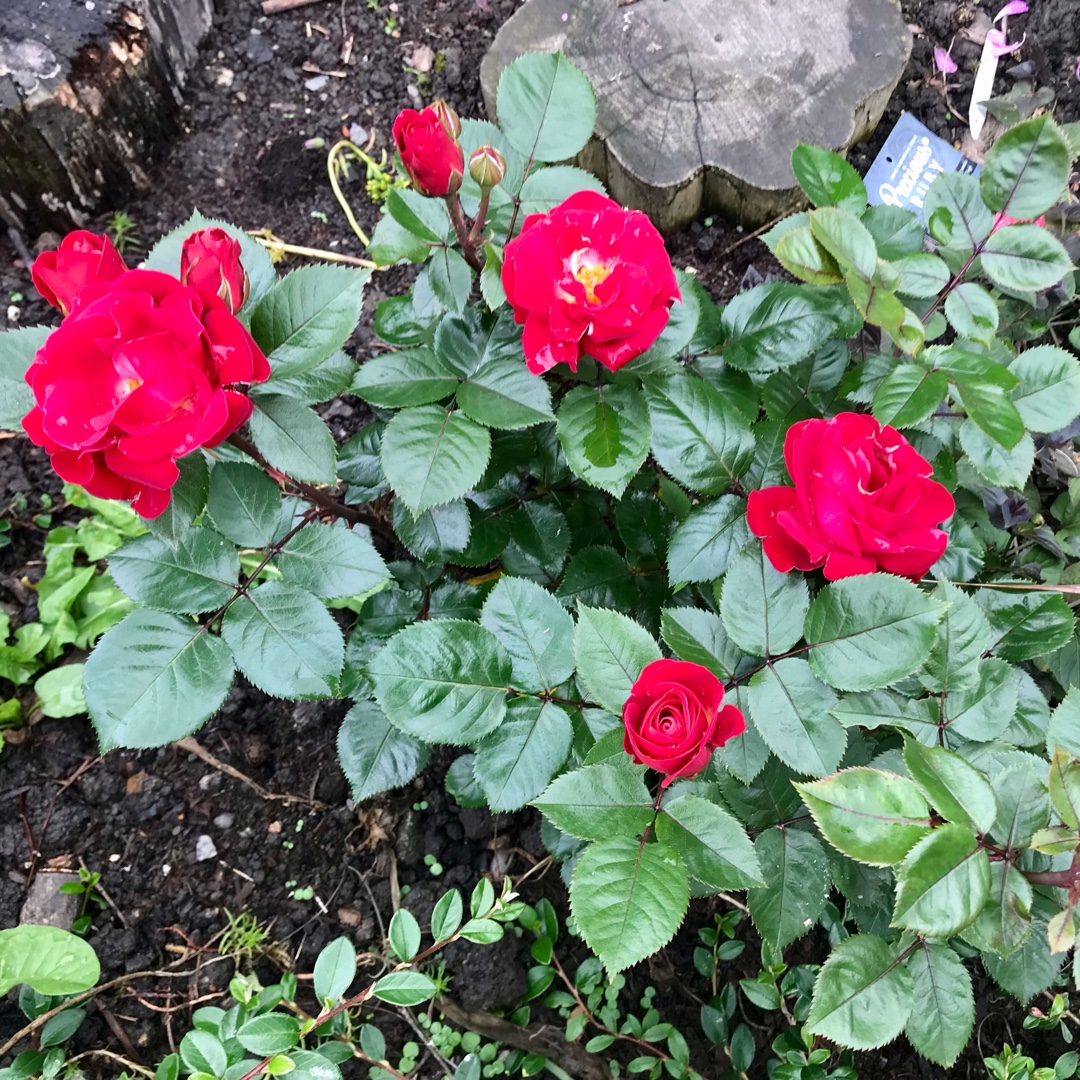 Rose Precious Ruby (Floribunda) in the GardenTags plant encyclopedia