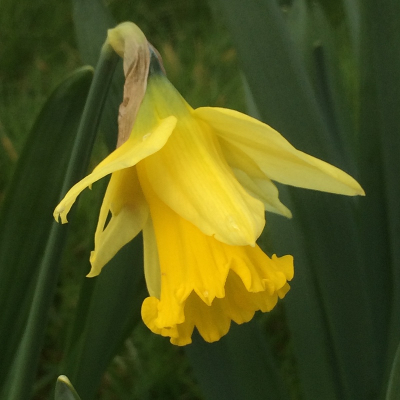 Daffodil Emperor (Trumpet) in the GardenTags plant encyclopedia