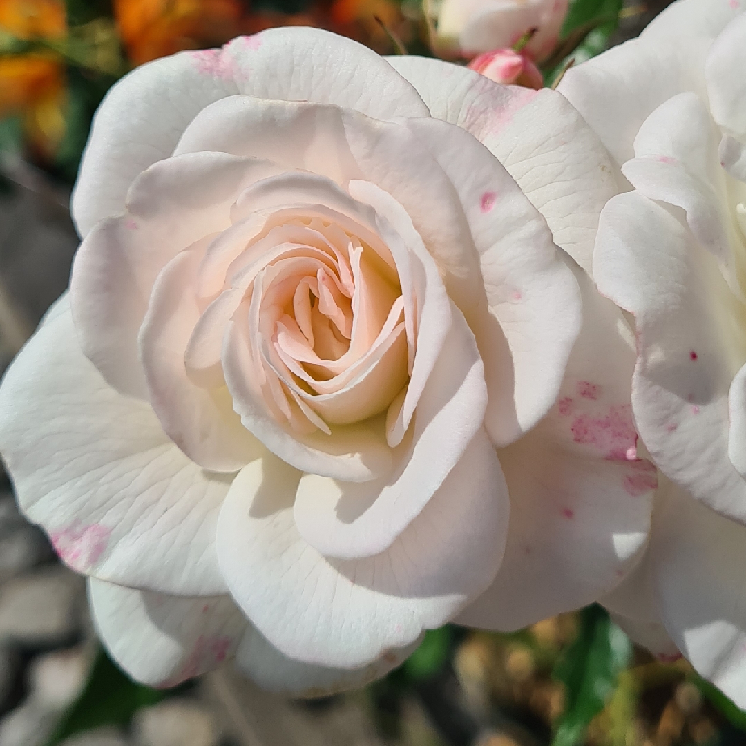 Rose Snow Princess (Floribunda) in the GardenTags plant encyclopedia